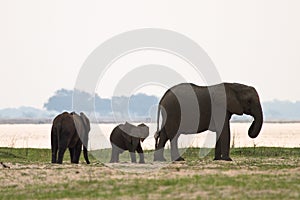 Elephant family