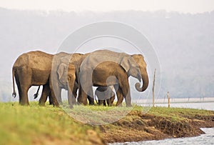 Elephant family