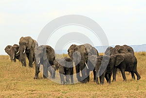 Elephant Family