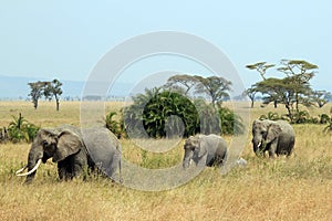 Elephant Family