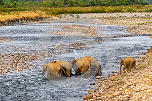 An Elephant family