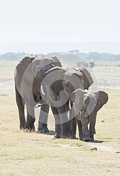 Elephant Family