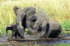 Elephant family