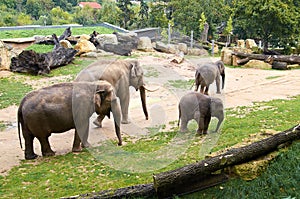 Elephant family