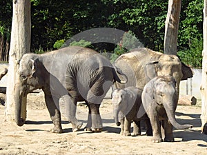 Elephant family