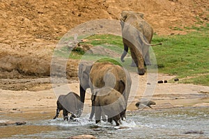 Elephant family