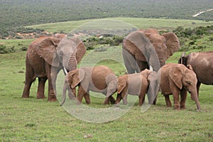 Elephant family