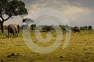 A elephant family in africa safari