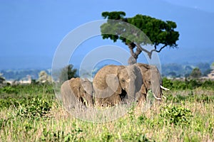 Elephant Family on the African Plains