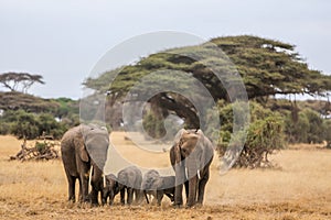 Elephant family in Amboseli