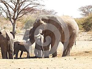 Elephant family arrive to find water in shallow waterhole