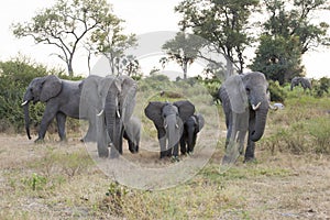 Elephant family with babies coming out the bush at early morning, Botswana, Africa