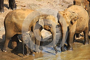 Elephant family with baby at the bank of the river