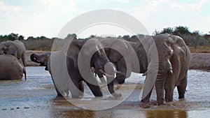 Elephant family bathing action in a waterhole Africa