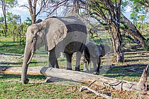 An elephant family in the bush