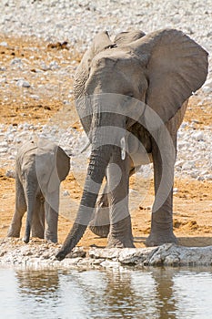 Elephant family with calf at waterhole