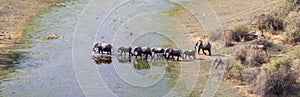 Elephant family crossing water in the Okavango delta Botswana