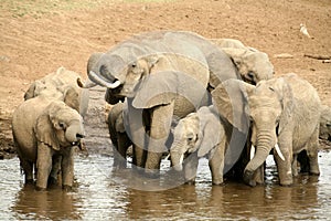 Elephant family drinking