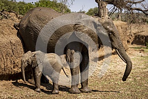 Elephant family, drinking from muddy waterhole in Botswana, Africa