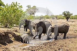 Elephant family, drinking from muddy waterhole in Botswana, Africa