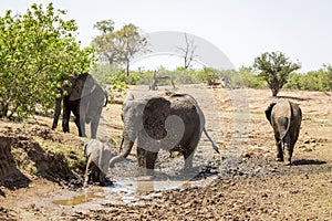 Elephant family, drinking from muddy waterhole in Botswana, Africa