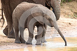 Elephant family drinking water to quench their thirst on very ho