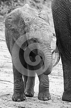 Elephant family drinking water to quench their thirst on very ho