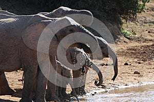 Elephant family drinking water at waterhole