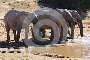 Elephant family drinking at waterhole