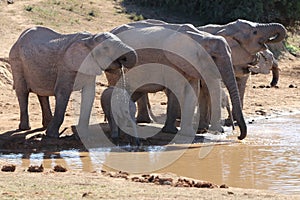 Elephant family drinking at waterhole