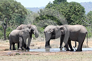 Elephant Family Drinking at Waterhole photo