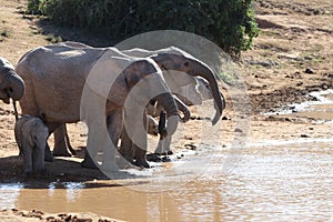 Elephant family drinking at waterhole photo