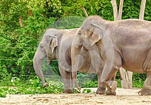 Elephant family eating grass and tree branches