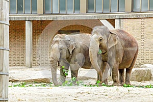 Elephant family eating grass and tree branches