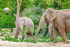 family eating grass and tree branches at feeding time in Zoo