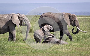 An elephant family is eating and playing