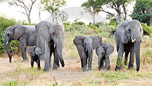 Elephant family, elephant babies protectet by adult elephants. Baby elephant sucks milk from mother, Botswana