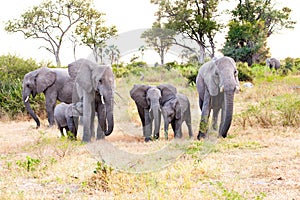 Elephant family, elephant babies protectet by adult elephants. Baby is  is taking the breast, Botswana