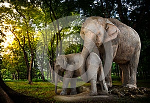 Elephant family in forest