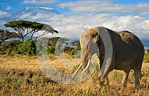 Elephant family in front of Mt. Kilimanjaro