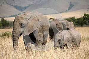 Elephant family in the grass