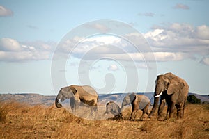 Elephant family in the grass