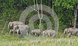 Elephant family