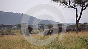 Elephant Family in Green Meadow of African Savanna. Animals in Conservation Area