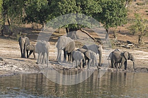 Elephant family having a cool drink