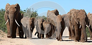 Elephant Family Herd