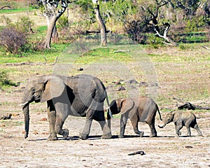 Elephant family in the Kruger National Park