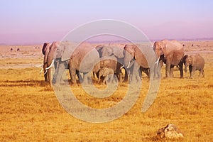 Elephant family in Maasai Mara National Reserve photo