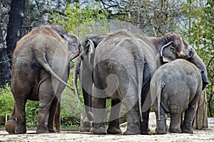 Elephant Family, Maasai Mara Nature Reserve, Kenya, Africa