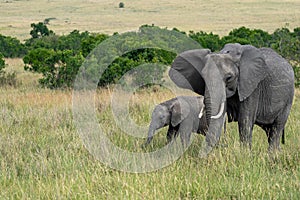 Elephant family in the Maasi Mara Reserve Kenya Africa